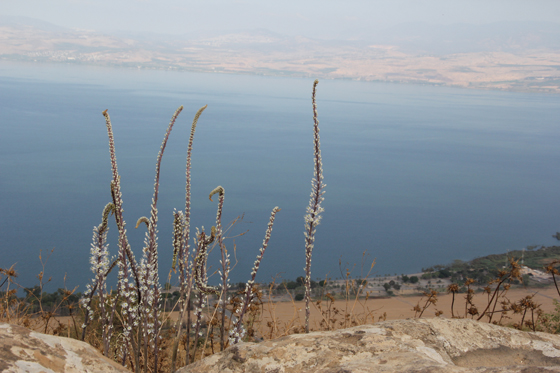 חצבים במצפה אופיר