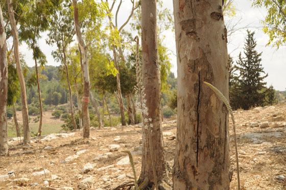 נחל ציפורי חצבים