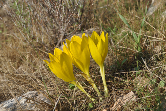פריחת חלמוניות בגלבוע