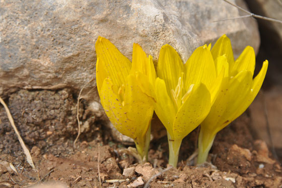 חלמוניות מעלה רחבעם