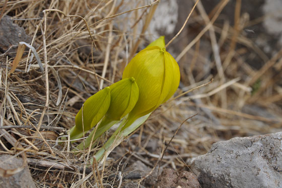 חלמוניות מצוקי האון