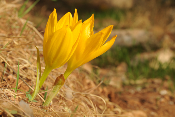 חלמוניות יער ביריה