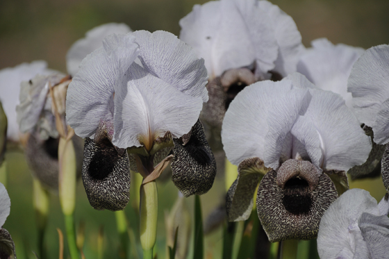 מטיילים בעקבות האיריסים: איריס הגולן בפריחה בשיפולי נחל אל־על בדרום רמת הגולן