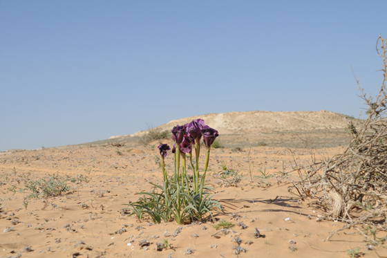 איריס הנגב בפריחה בחולות בדרך להר קרן - מרכז הנגב