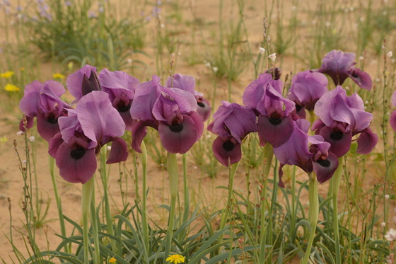 איריס הנגב פריחה לצד “דרך השדות”, דרומית למצפה גבולות - הנגב המערבי
