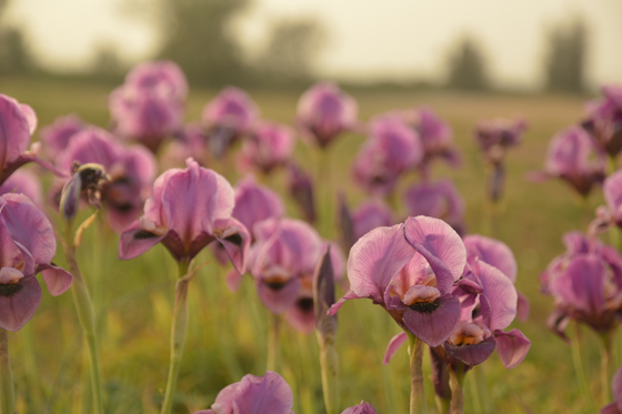 איריס הנגב בפריחה מאחורי קיבוץ ניר יצחק - הנגב המערבי