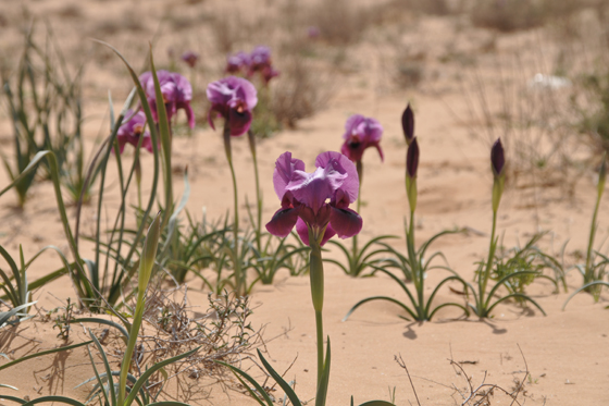 איריס הנגב בפריחה בחולות שונרא - מרכז הנגב