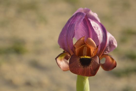 איריס ירוחם בפריחה בשמורת איריס ירוחם - מרכז הנגב