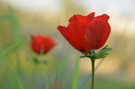 כלניות בפריחה במערות אפקה - צפון תל אביב