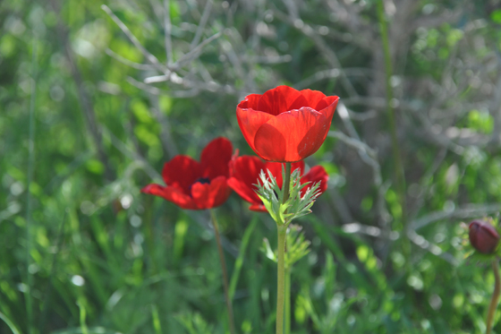 כלניות בפריחה בנחל עזוז - חבל ניצנה