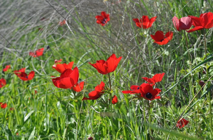 כלניות בפריחה בנחל בארותיים - חבל ניצנה, הנגב