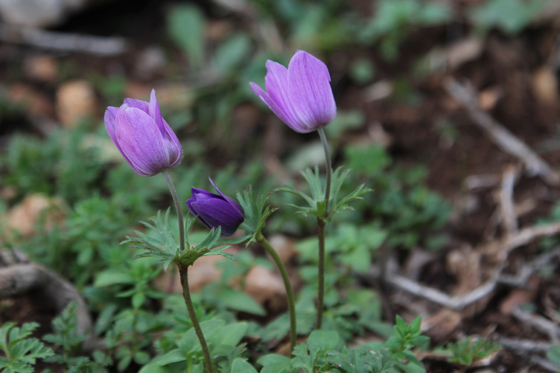 כלניות צבעוניות פורחות במצפה חרשים - הגליל העליון
