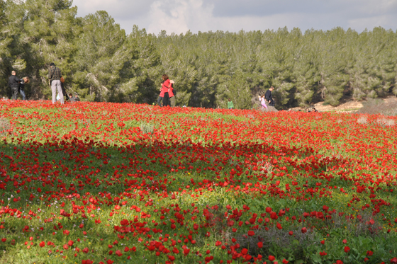 כלניות בסכר נחל אדוריים