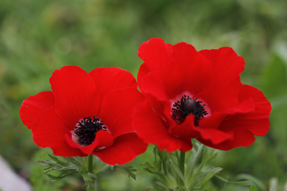 כלניות פורחות בחצור הגלילית - אצבע הגליל