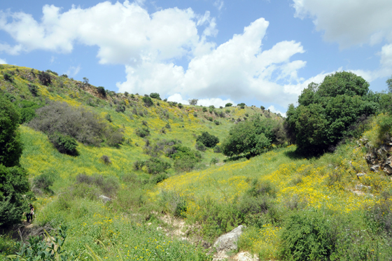 נחל עמוד תחתון - מראה בתחילת האביב
