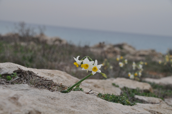 פריחת נרקיסים מול הים בשמורת טבע חוף הבונים