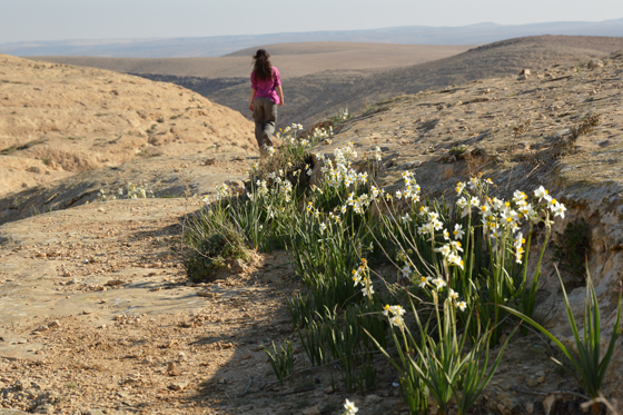 פריחת נרקיסים בנחל דימונה