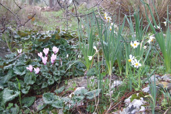 נרקיסים ורקפות בפריחה בחורבת חנות - דרום הרי יהודה
