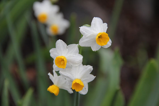 תל אנפה נרקיסים