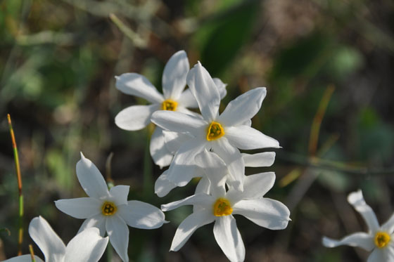 נרקיסים סתווים במעגן מיכאל