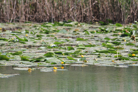 נופרים בבריכת שמורת עין תאו