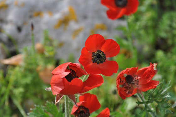 נוריות בפריחה בחורבת מלח - מישור החוף הצפוני