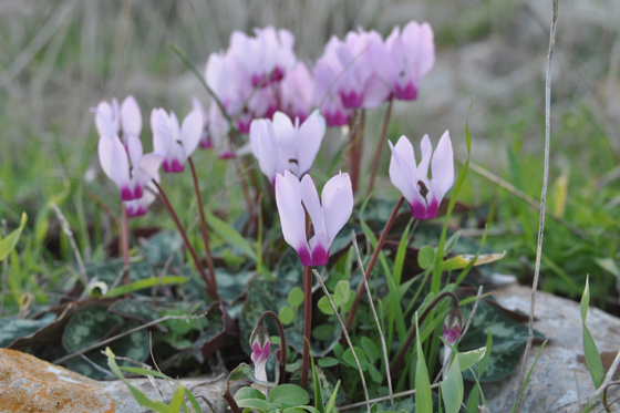 רקפות בפריחה בהר ברקן בגלבוע