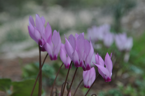 רקפות בפריחה בהר הקפיצה בנצרת - הגליל התחתון