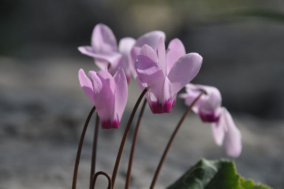 רקפות בפריחה בהר יעלה - הרי יהודה
