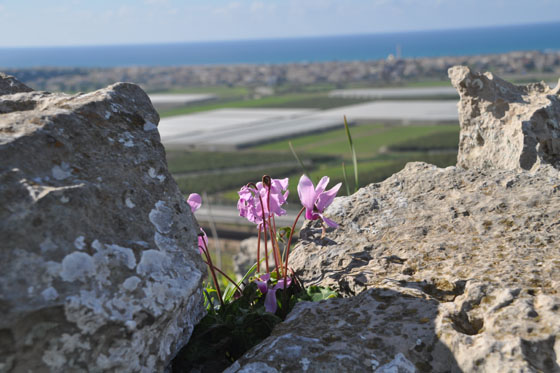 רקפות פורחות בחוטם כרמל - דרום הכרמל