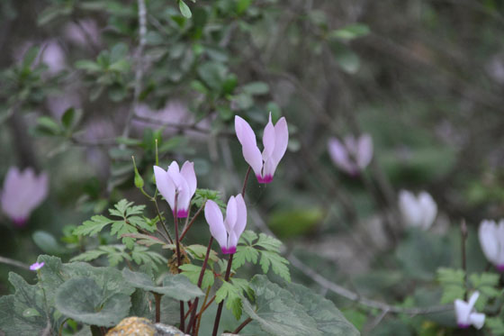 רקפות בפריחה בחורבת סעדים - הרי יהודה
