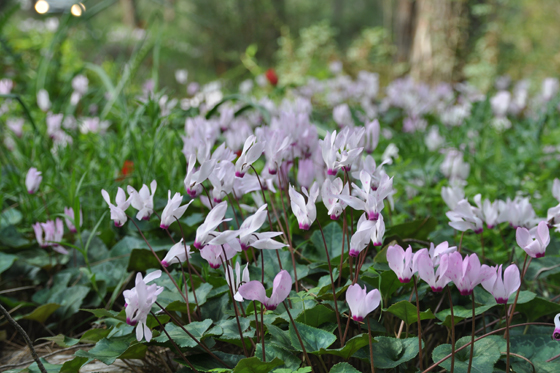 רקפות פורחות תחת חורש צפוף ביער לביא - הגליל התחתון