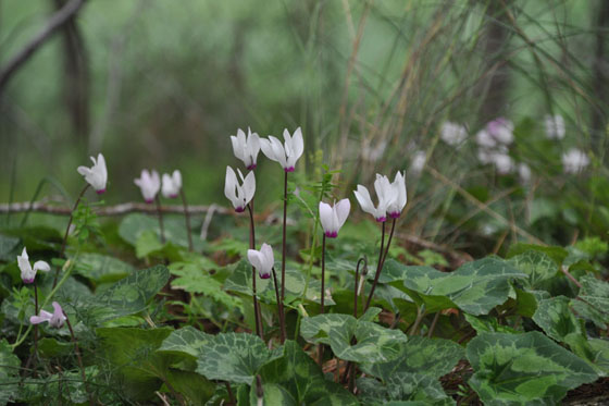 רקפות בפריחה ביער בן שמן, סמוך למצפה מודיעים - השפלה. מסלולים קסומים בלב המרכז
