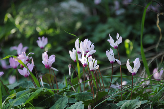 רקפות בפריחה ביער הקדושים - השפלה