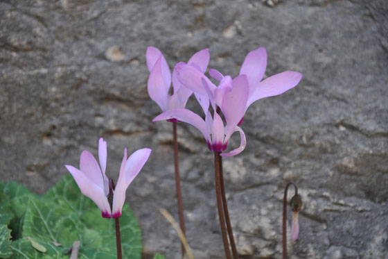 רקפות בפריחה בנחל מערה - הכרמל