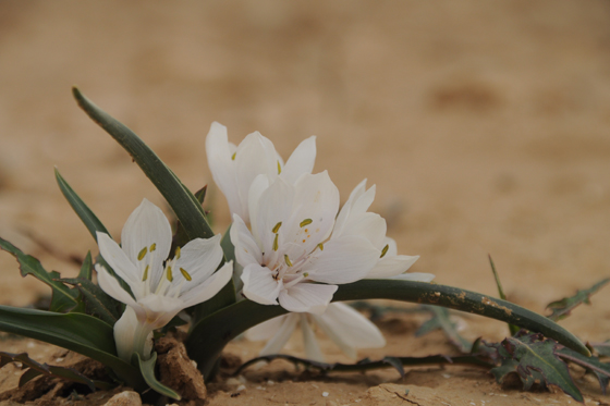 סתווניות הנגב פורחות למרגלות תל ערד - צפון הנגב