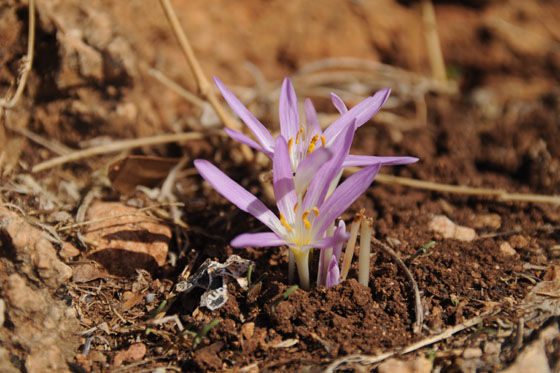 חניון הזיתים פריחת סתווניות היורה
