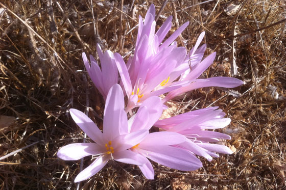 פריחת סתווניות ירושלים בדרום העיר