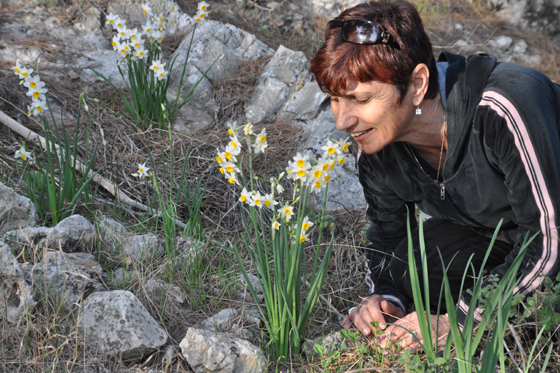 מריחים נרקיסים בדרך נוף תבור
