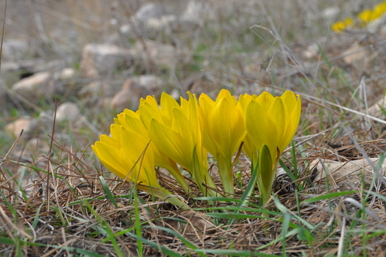 זר חלמוניות בהר תבור