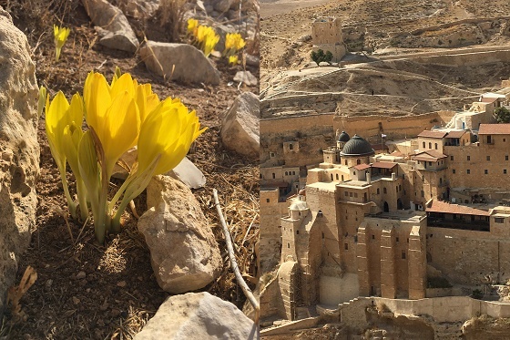 חלמוניות מנזר מרסבא נחל קדרון