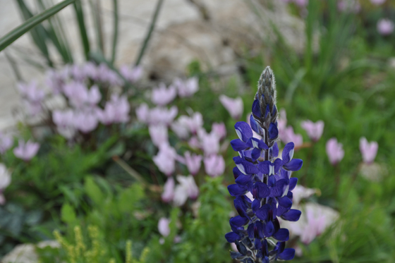 תורמוס ההרים ורקפות בפריחה בחורבת בית לויה