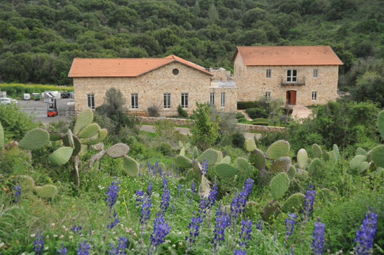 תורמוסים בפריחה בכרם מהר״ל - הכרמל