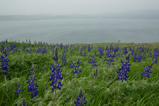 תורמוס ההרים בפריחה למרגלות מצפה אופיר - דרום רמת הגולן