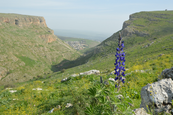 תורמוסים בפריחה במורדות נחל ארבל - הגליל התחתון