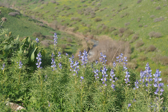 פריחת תורמוס צר הרים וברקע זרימת הירדן ההררי