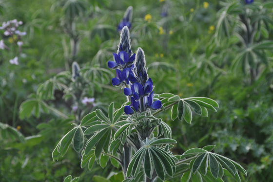 תורמוס שעיר בפריחה בשלולית החורף בכפר הנשיא - רמת כורזים