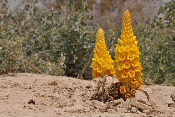 יחנוק המדבר נחל אוג