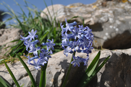 יקינתון מזרחי בפריחה בקרני חיטין - הגליל התחתון