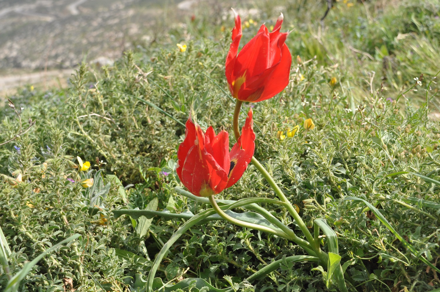 צבעוני המדבר בפריחה בעלמון ענתות - צפון מדבר יהודה